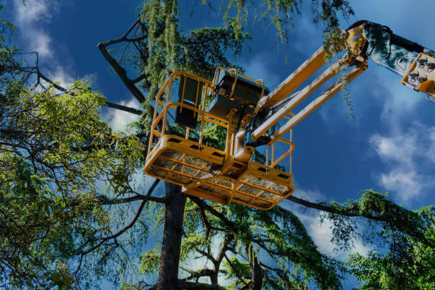 Reliable Marshall, MN Tree Services Solutions